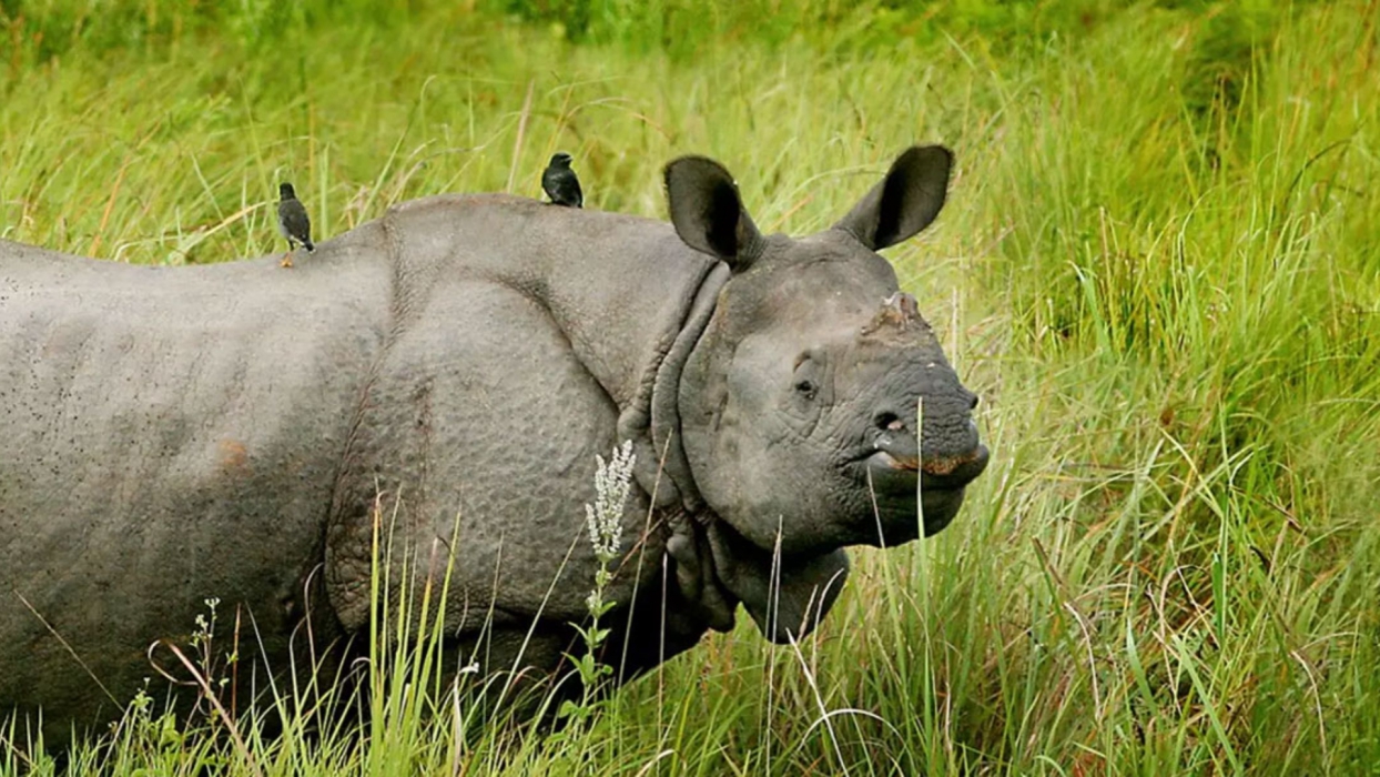 Dooars Jaldapara Gorumara Trip